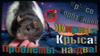 Жирная крыса, и проблемы с течкой. Плюс две головных боли. (Fancy Rats | Декоративные Крысы) Жирная крыса, и проблемы с течкой. Плюс две головных боли. (Fancy Rats | Декоративные Крысы)