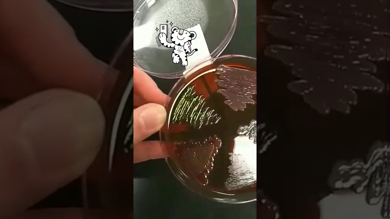 EMB Plate Shine YouTube