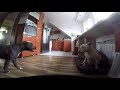 Bulterier protect pitbull - funny