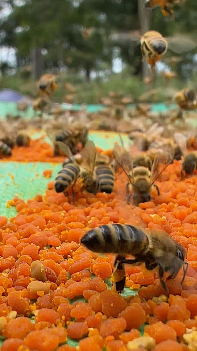 So many worker bee is collected pollen #beekeeper #workerbee #beekeeping #beefeater #honey #amazing