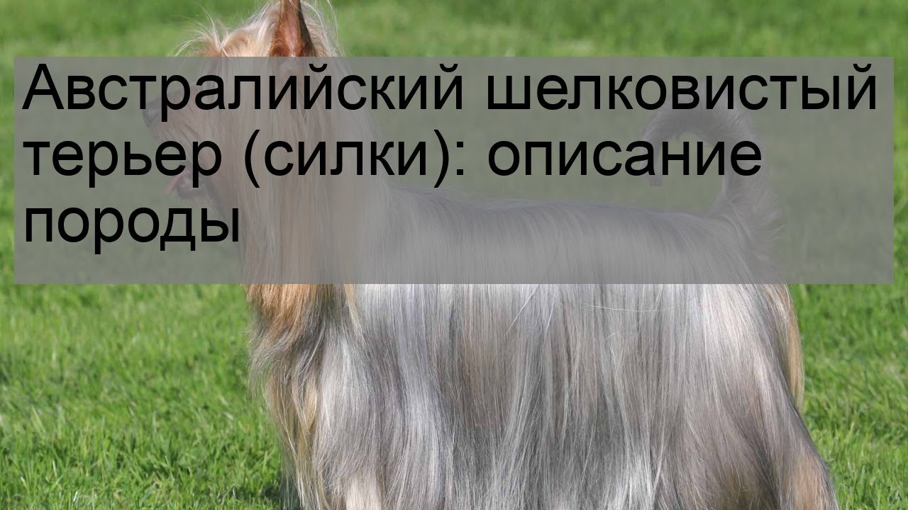 Австралийский шелковистый терьер (силки): описание породы - YouTube
