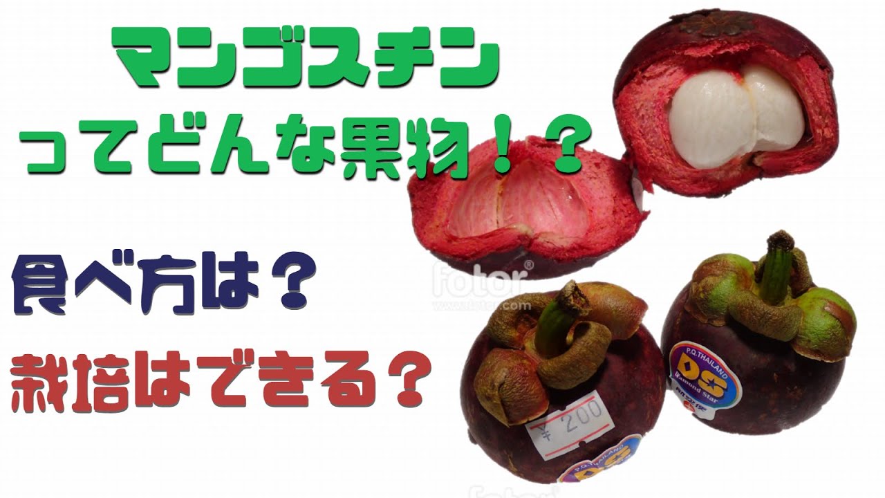 再々掲 マンゴスチンを食べてみた 名前は聞いたことあるけど いったいどんな果物 Youtube