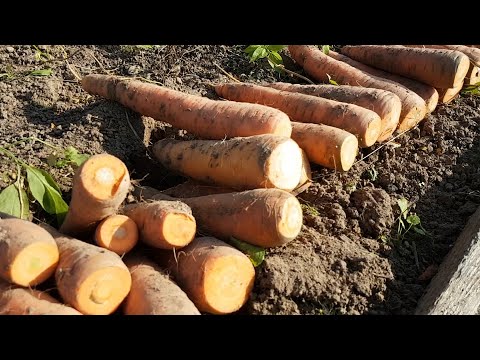 Секрет хранения моркови до нового урожая