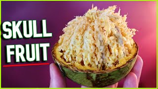 BAEL FRUIT - This Hard Shelled Fruit is Full Of Delicious Pulp! (+ Juice Recipe & Shell Crafts!)