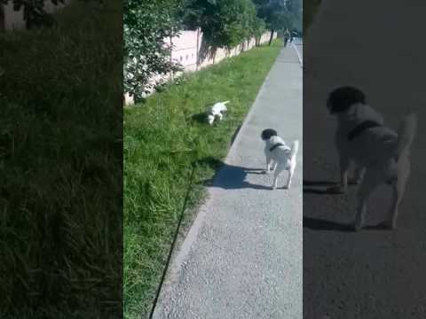 Дана на травке