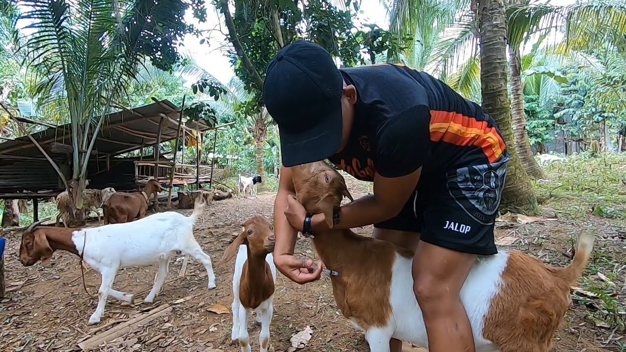 PAANO MAGTUROK NG VITAMINS SA KAMBING? NAGBIGAY NA DIN AKO NG FEEDS NA MERONG MOLASSES!