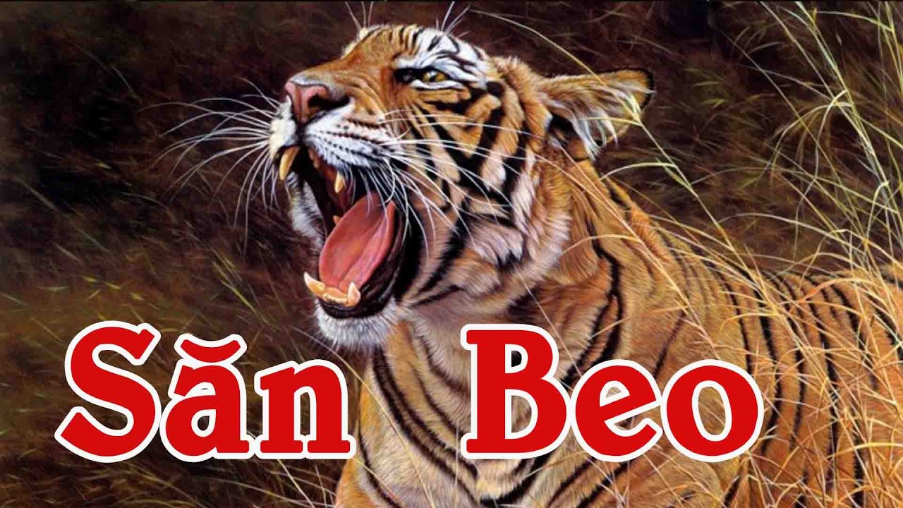 SĂN BEO | TRUYỆN VỀ SĂN BẮN HỔ | Kênh Truyện Xưa