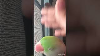 parrot talking ♥️✨