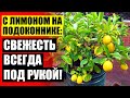 Как выращивать дома лимон из косточки 👍 Если посадить семечку лимона