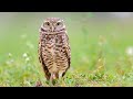 On Location: Burrowing Owls in Florida