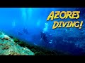 Underwater adventures in the azores