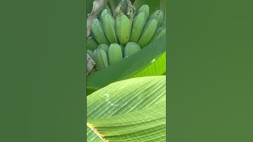 Quầy chuối sáp khổng lồ nay đã chín #vuonnha