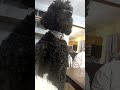 The poodle noodles