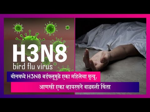चीनमध्ये H3N8 बर्डफ्लूमुळे एका महिलेचा मृत्यू, आणखी एका व्हायरसने वाढवली चिंता