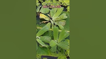 Tới Nơi Giao Ốc Bươu Đen Giống Cho Khách Nuôi Trên Bể Bạt Ở Châu Phú An Giang