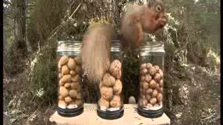 BBC Winterwatch 2013 - Episode 4