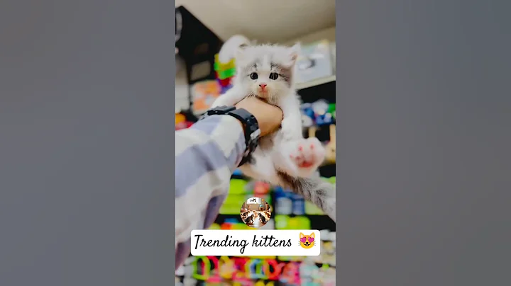 Video 10288541: cat kitten funny, kittycat, best kitten, catlover, kitty