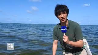 (Korean Broadcasting System) Sea weed Production Tanzania