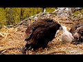 Decorah North Bald Eagles - Sad Story of Hawk Chick on Eagles' Nest. 14 May 2021