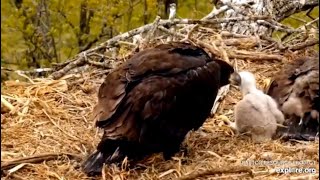 Decorah North Bald Eagles  Sad Story of Hawk Chick on Eagles' Nest. 14 May 2021