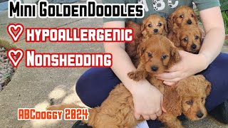 Mini GoldenDoodles * ABCdoggy 2024 * Adoption Ready in 2 Weeks