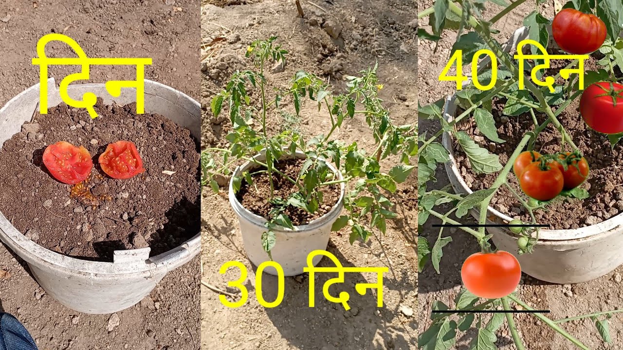Kitchen ke tamatar se best paudhe ugaae Heirloom tomato plant 