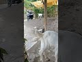 Belang sendirian mojok #shortvideo #shortsviral #shorts #viral #lucu