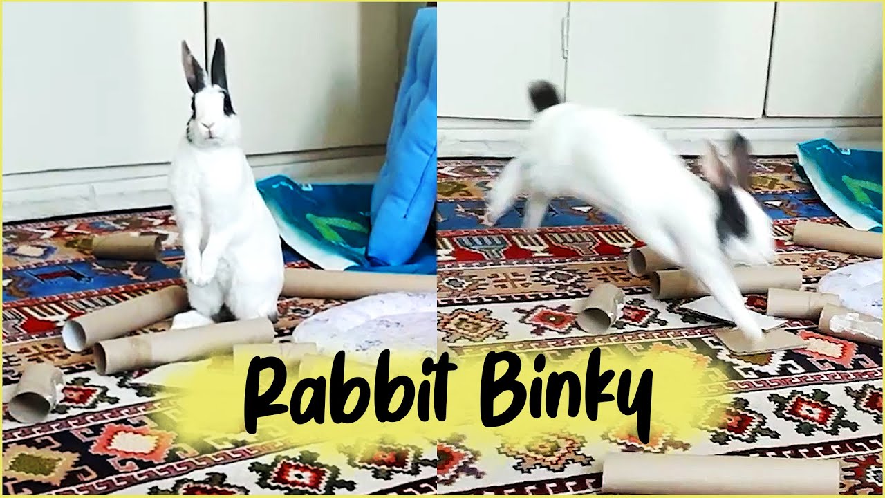 Rabbit Binky Youtube – Flemish Giant rabbit binky – RRRM