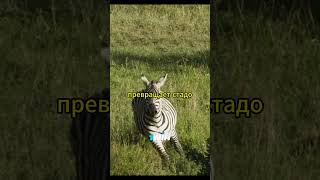 Гепарды атакуют зебру #животные #звери #animals