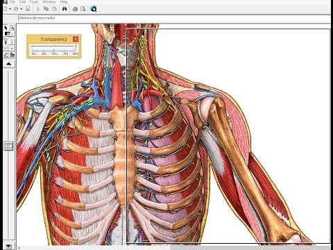 ADAM Anatomía Interactiva - Tutorial de instalación Link de descarga MEGA