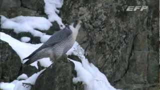 Raptor Profile vol.3 ハヤブサ Peregrine Falcon in Hokkaido