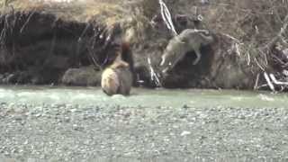 Gray wolf attacks elk in river in Yellowstone National Park, another way wolves change rivers.