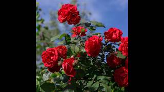 Laal gulab red rose #redrose #gulab #gulabisadi #garden #roses