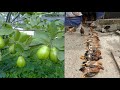 How to use guava leaves and forest plants to treat chicken diseases
