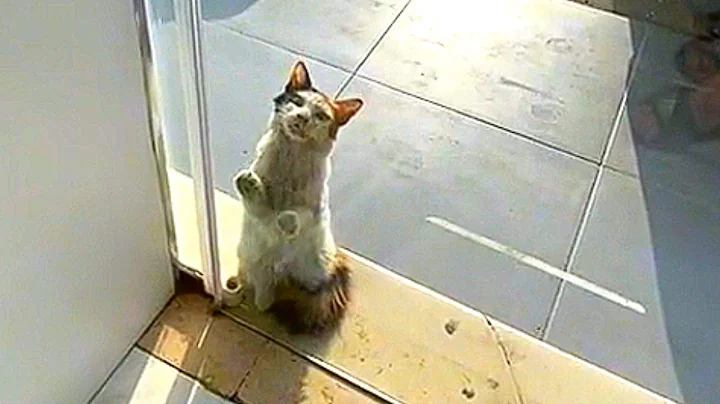 Stray Cat Asks To Get Inside a Store During Heatwave - DayDayNews