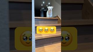 お迎えに来るかな？と思ったら🥹🥹🥹#shorts #可愛い犬 #マルチーズ