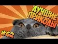 ЛУЧШИЕ ПРИКОЛЫ #62 ПРИКОЛЬНЫЕ ДОМАШНИЕ ПИТОМЦЫ