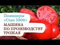 Помидор "СТАН 5000" - машина по производству урожая!