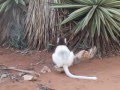 White sifakas (Propithecus verreauxi) from the South-East Madagascar//Белые сифаки (Хохлатые индри)