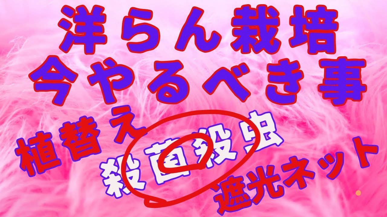 胡蝶蘭　カトレアなどの春から外での栽培環境