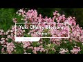 30 seconds with proven winners deutzia yuki cherry blossom eu