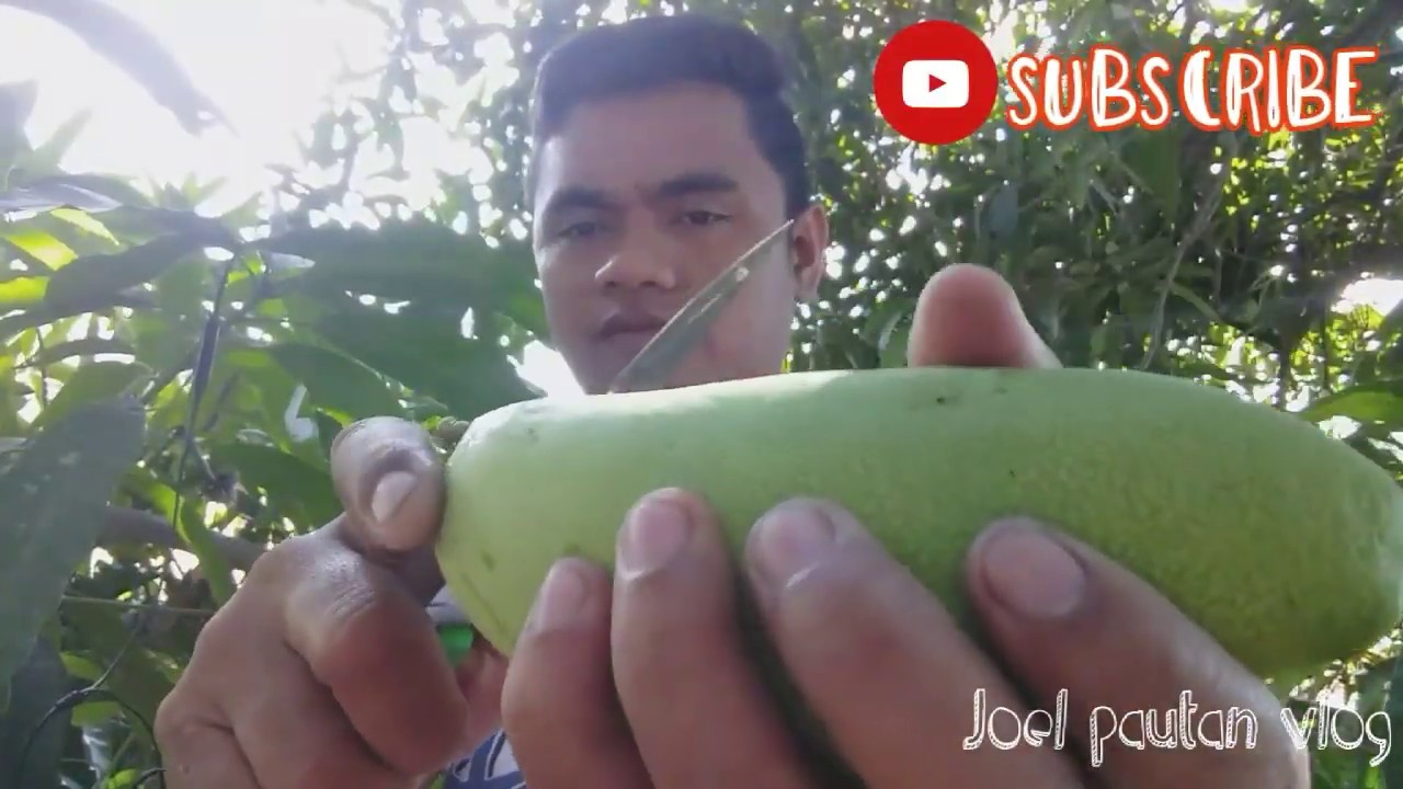 carabao manggo - YouTube