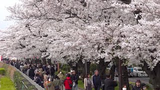 花見客でにぎわう東京都内