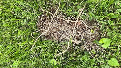 Backyard wild rabbit nest 6 babies