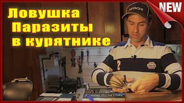 Куриный клещ. Как избавиться от куриных блох, вшей, пероедов и клещей  в курятнике.