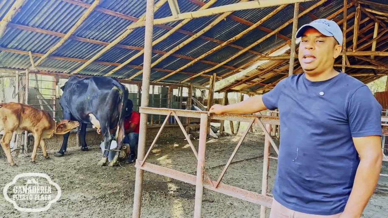 Vacas Lecheras en Ganaderia Puerto Plata 🐄 | Gyrolando, Gyr y Holstein