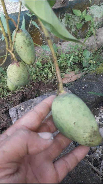 pohon mangga chokanan berbuah sampai ketanah#shotrs