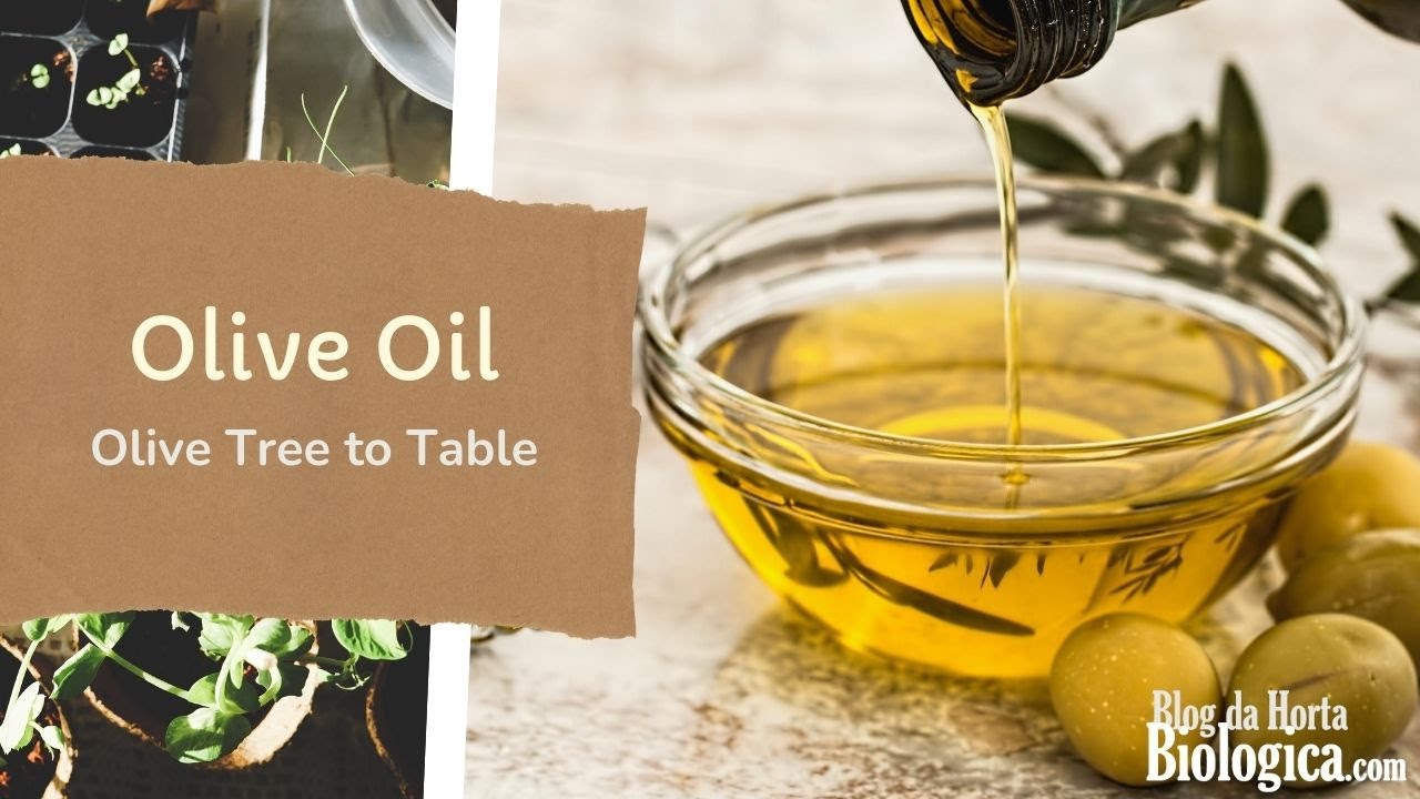 Olive Oil The Soul of Food Olive Oil Production, Olive Tree to Table