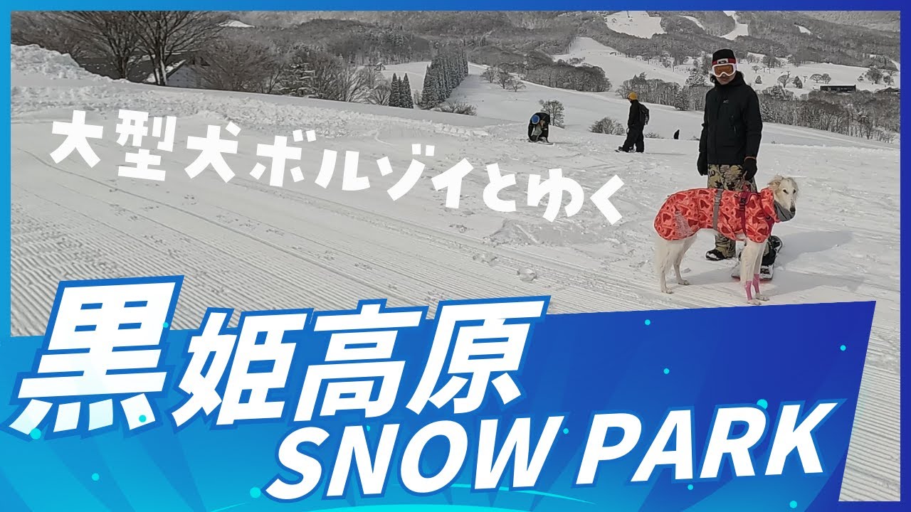 【犬連れスノボ🏂️】大型犬🐶ボルゾイとゆく！黒姫高原スノーパーク