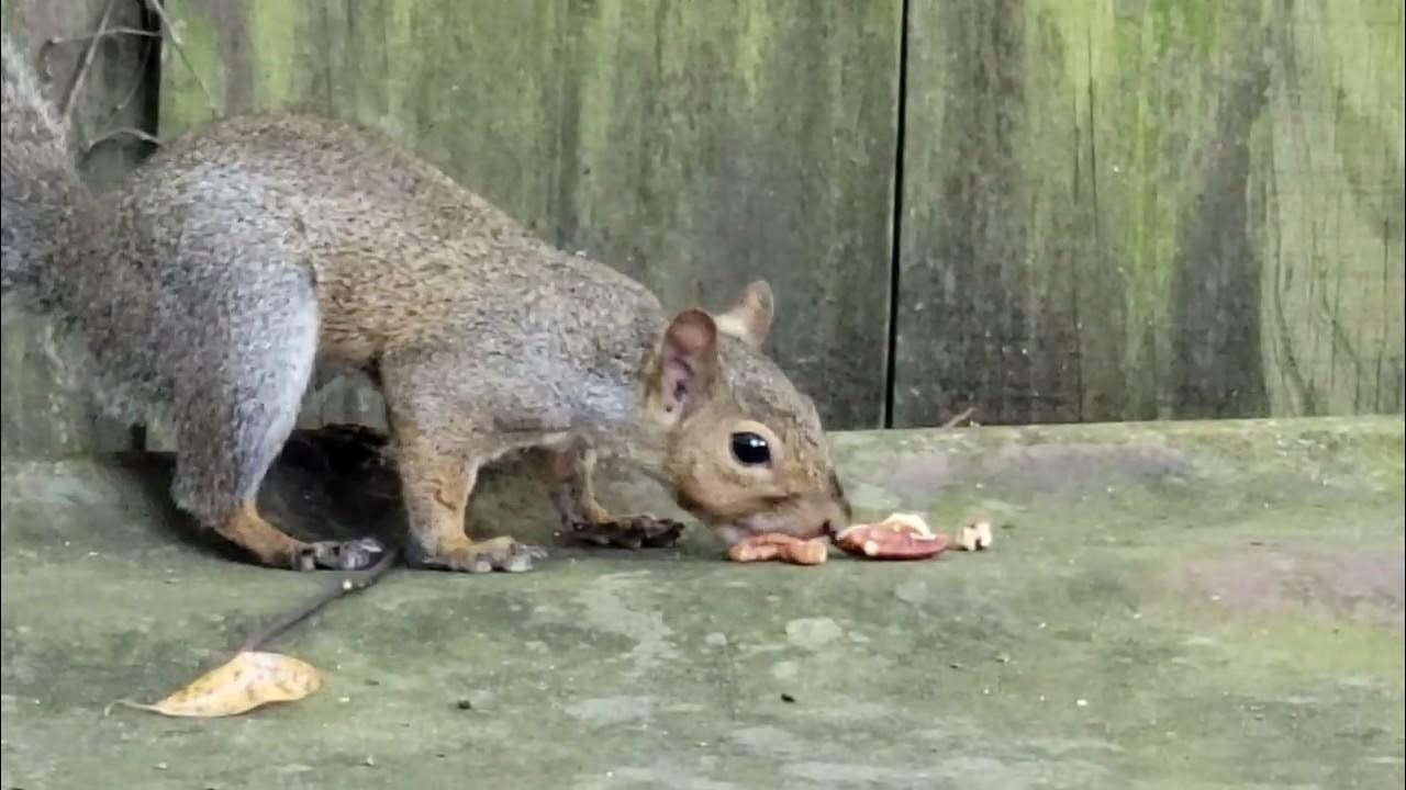 Squirrel "Lock Jaw" Waiting on Me YouTube
